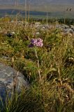 Achillea nigrescens