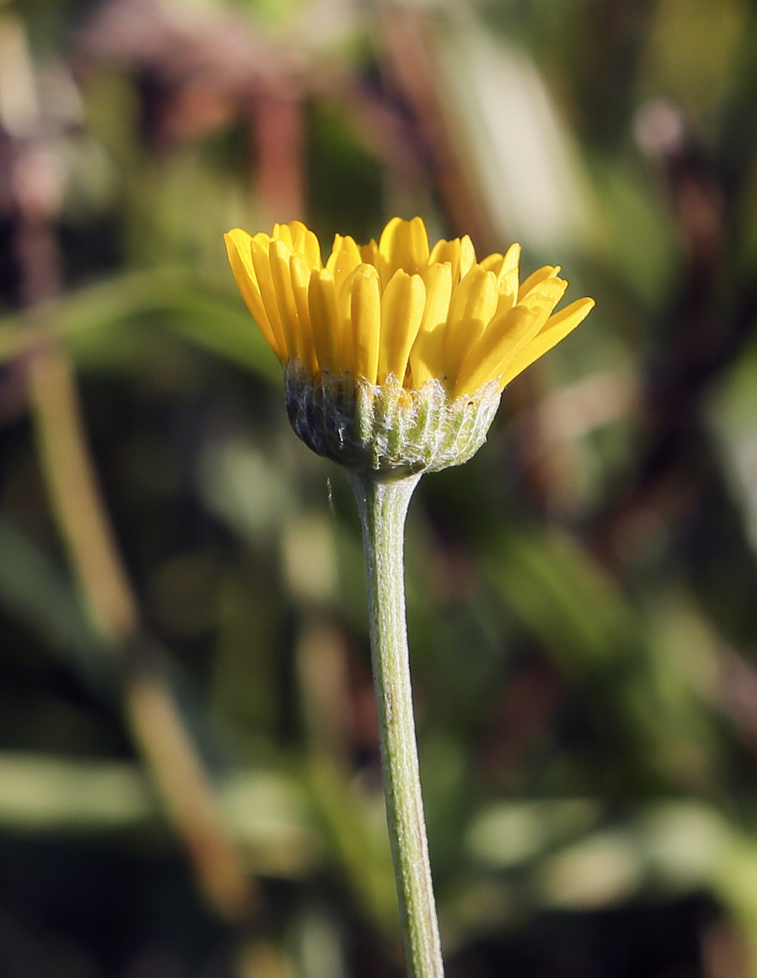 Изображение особи Anthemis tinctoria.