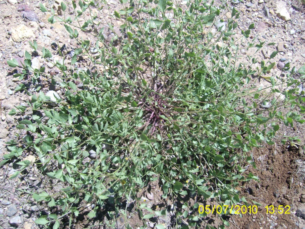 Image of familia Apiaceae specimen.