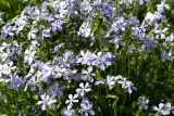 Phlox divaricata