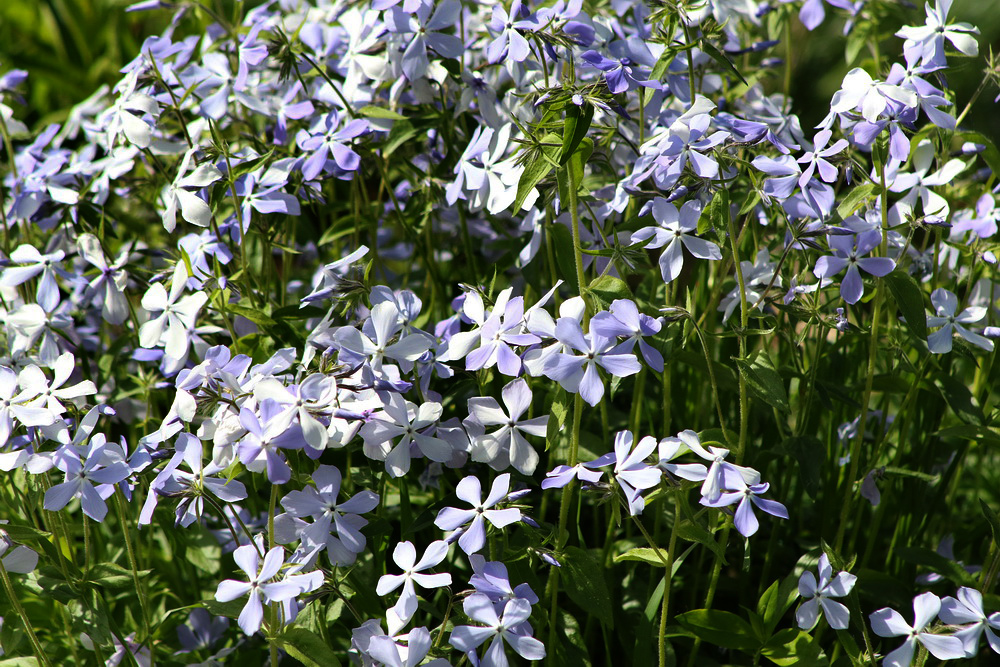 Image of Phlox divaricata specimen.