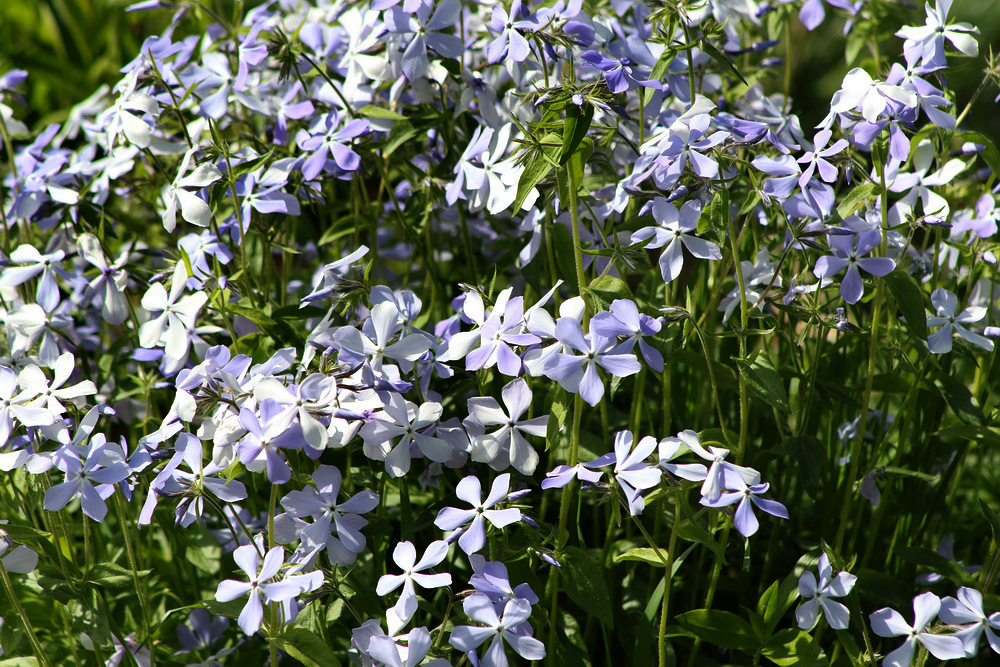 Изображение особи Phlox divaricata.