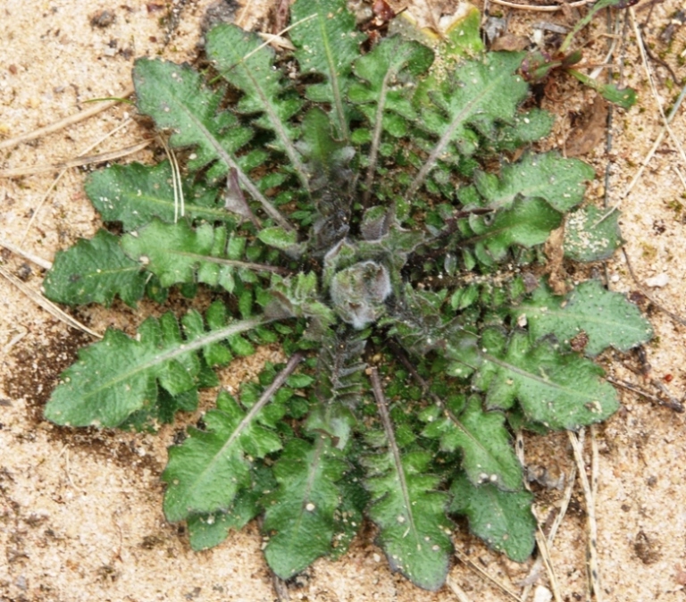 Image of Arabidopsis arenosa specimen.