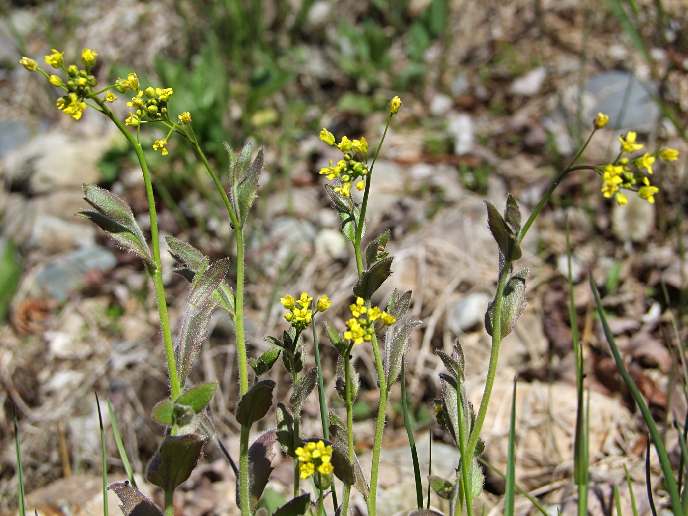 Image of Draba nemorosa specimen.