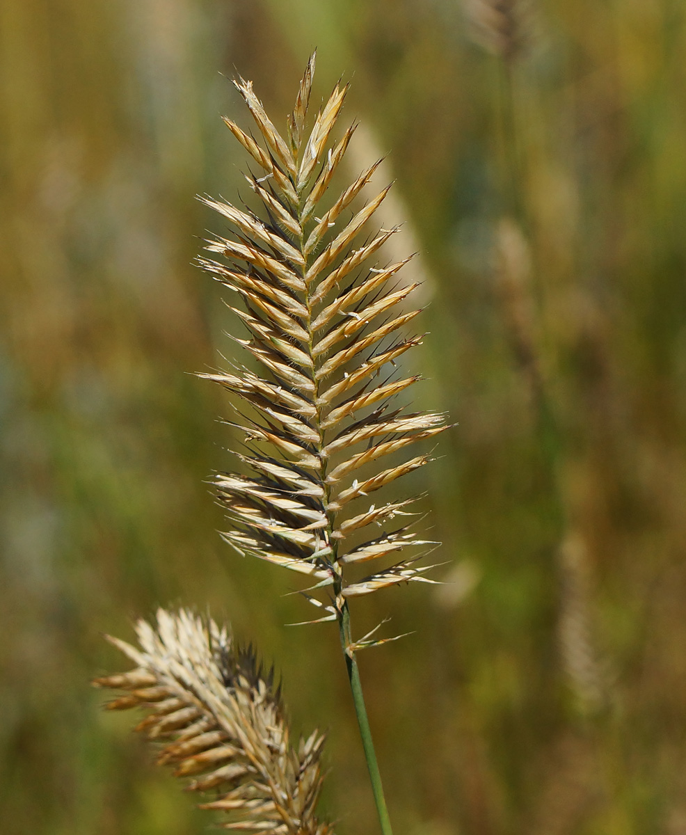 Изображение особи Agropyron pectinatum.