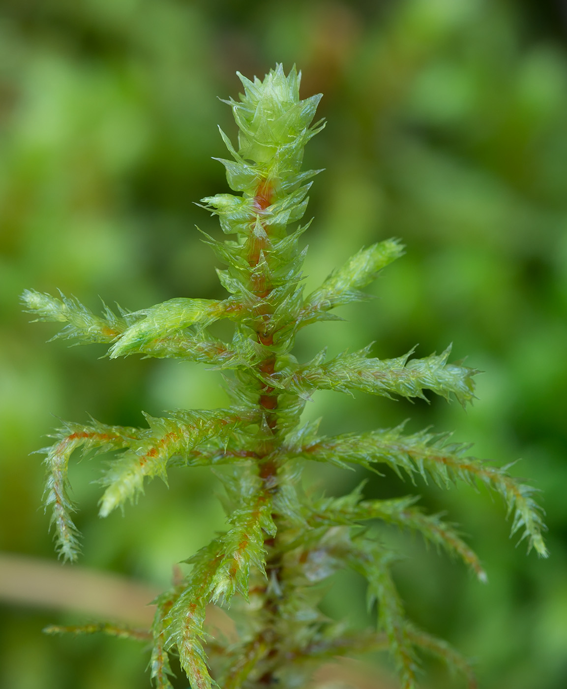 Изображение особи Rhytidiadelphus triquetrus.