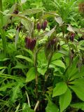 Disporum cantoniense