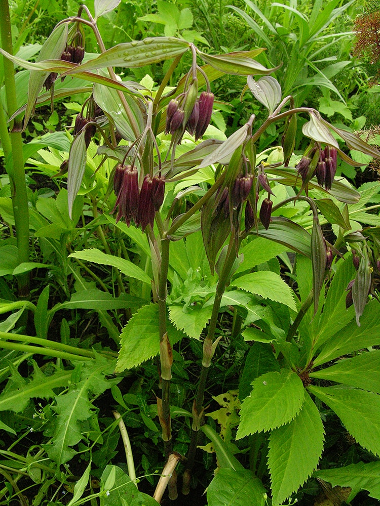 Image of Disporum cantoniense specimen.