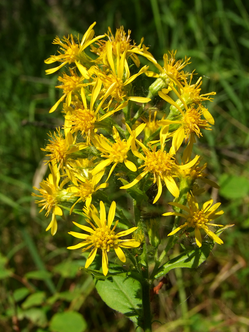 Изображение особи Solidago cuprea.