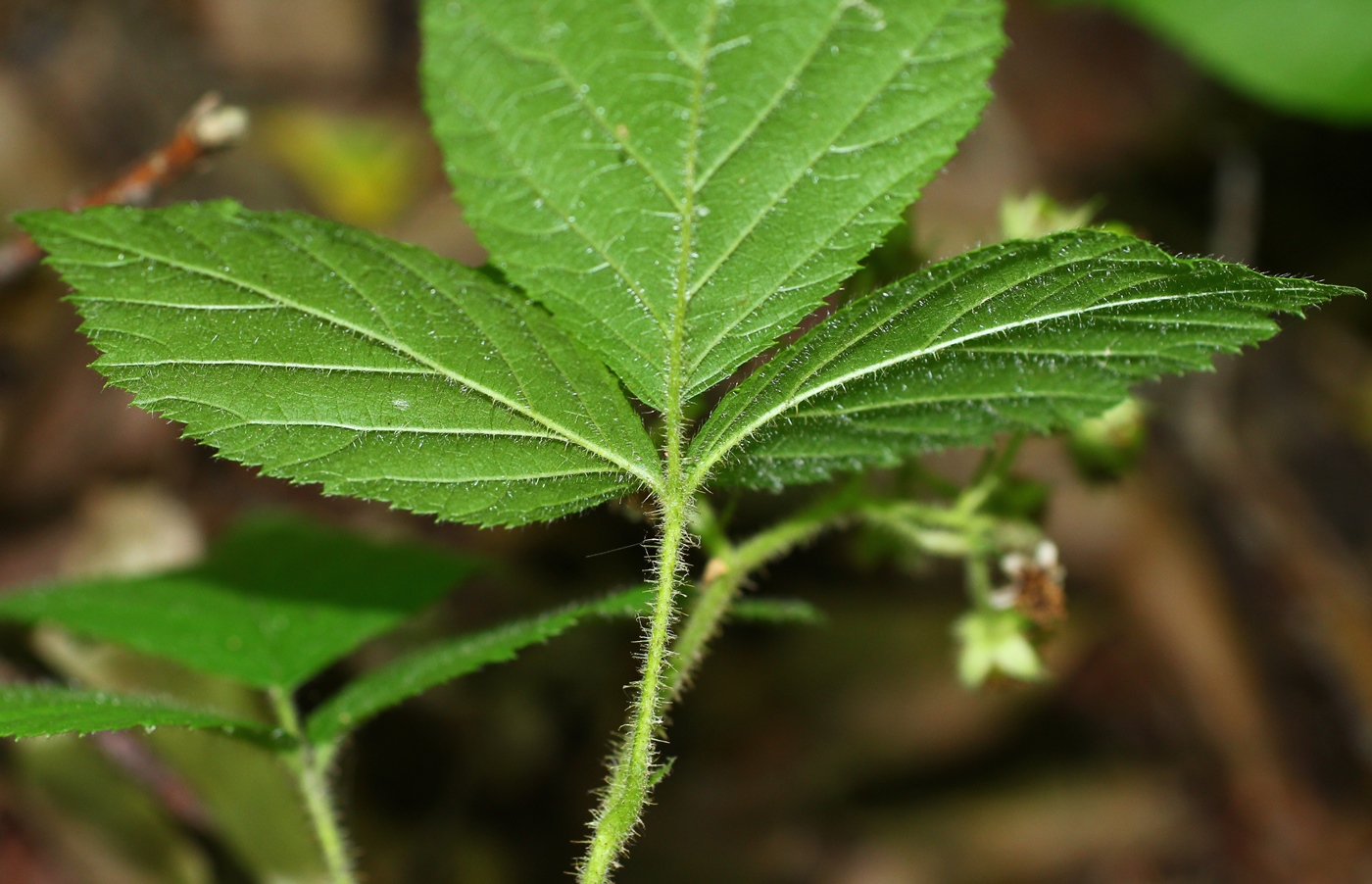 Image of Rubus serpens specimen.