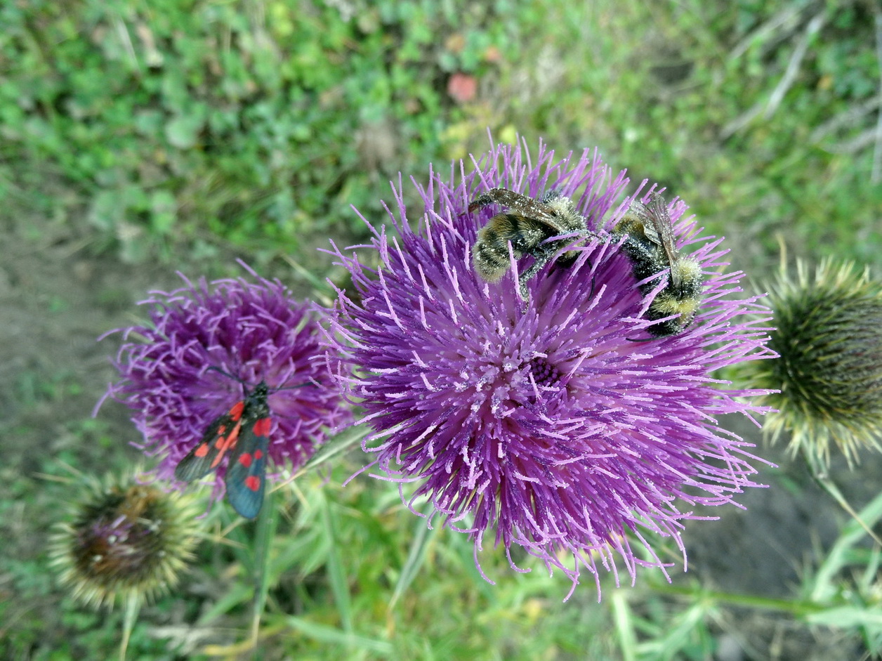 Изображение особи род Cirsium.