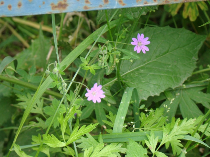 Изображение особи род Geranium.