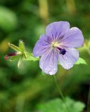 Geranium erianthum. Цветок. Камчатский край, Петропавловск-Камчатский, Никольская сопка, луговина на склоне. 16.08.2016.