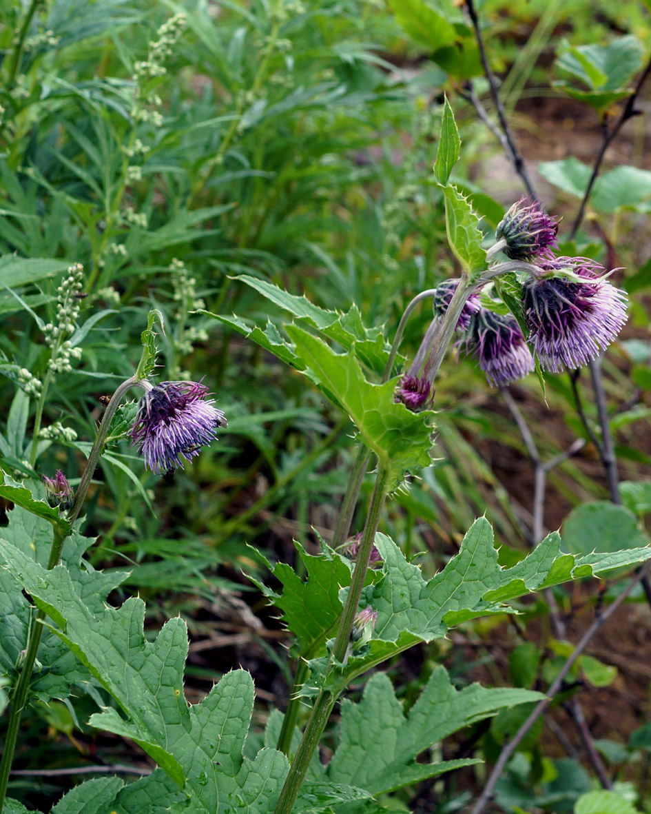 Image of Cirsium kamtschaticum specimen.