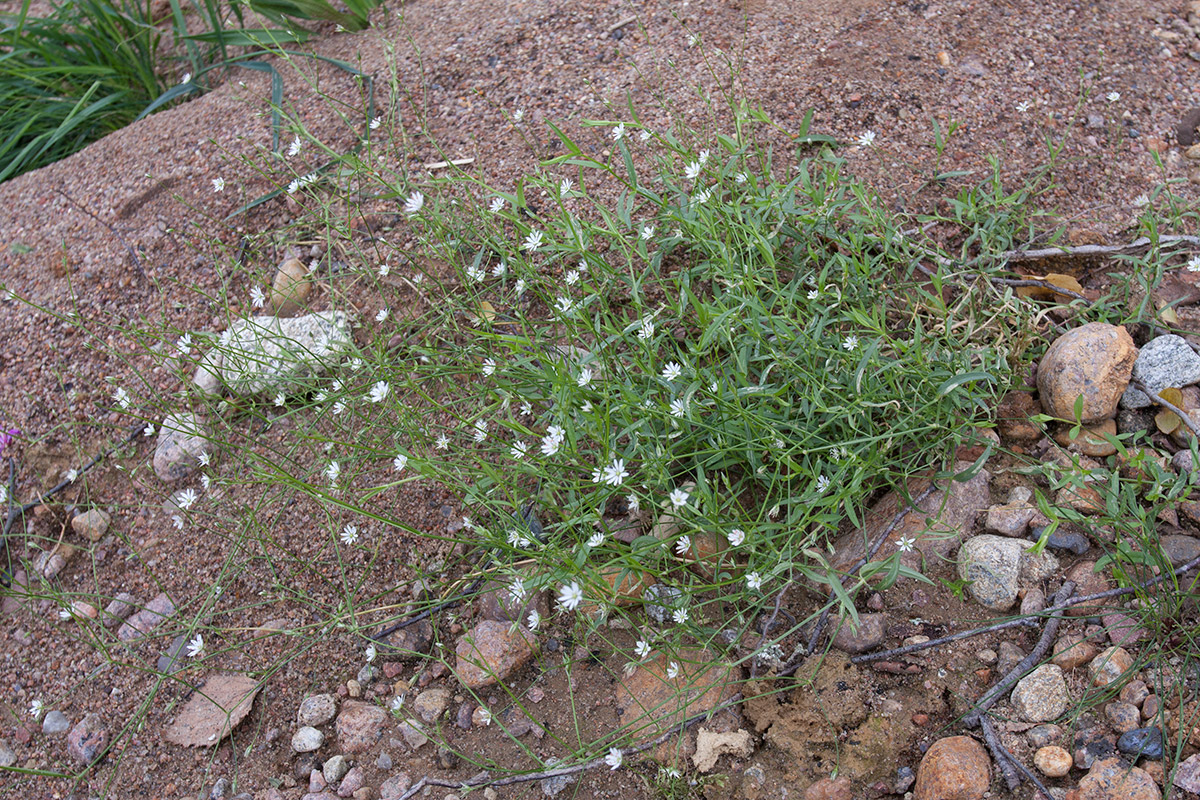 Изображение особи Stellaria palustris.