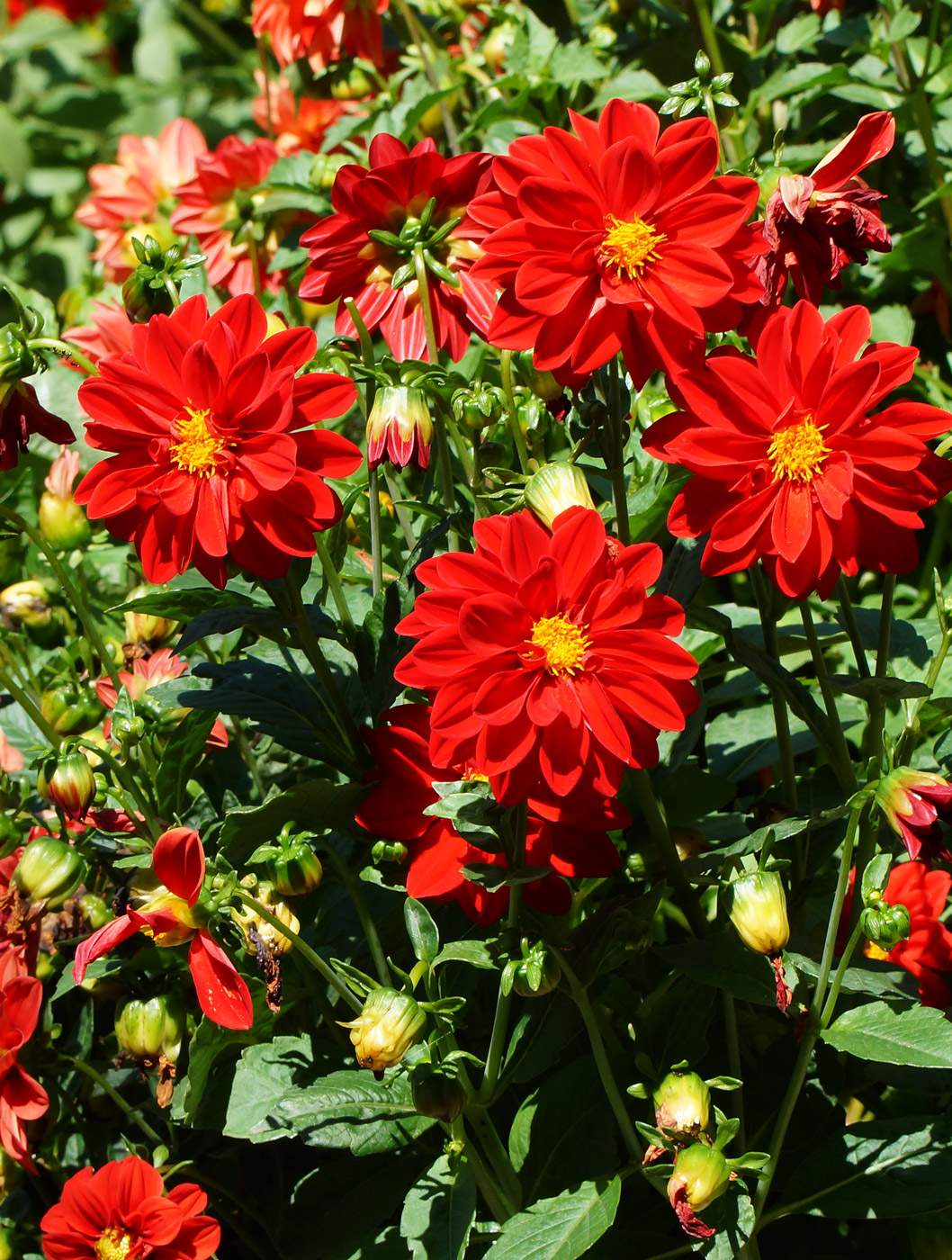 Image of Dahlia pinnata specimen.