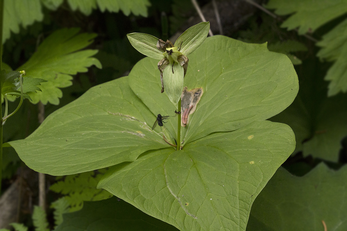 Image of Trillium camschatcense specimen.