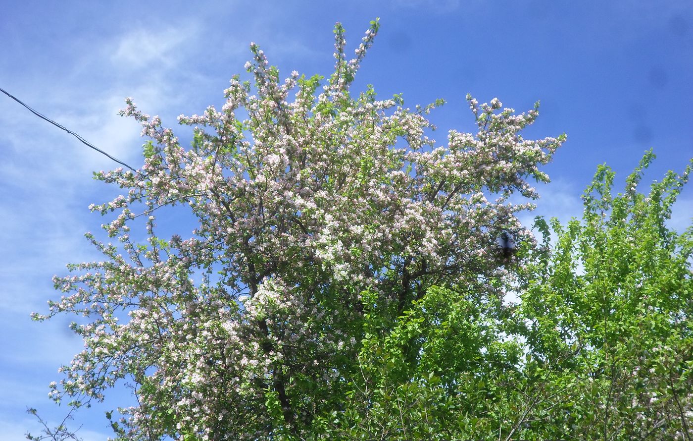 Изображение особи Malus domestica.