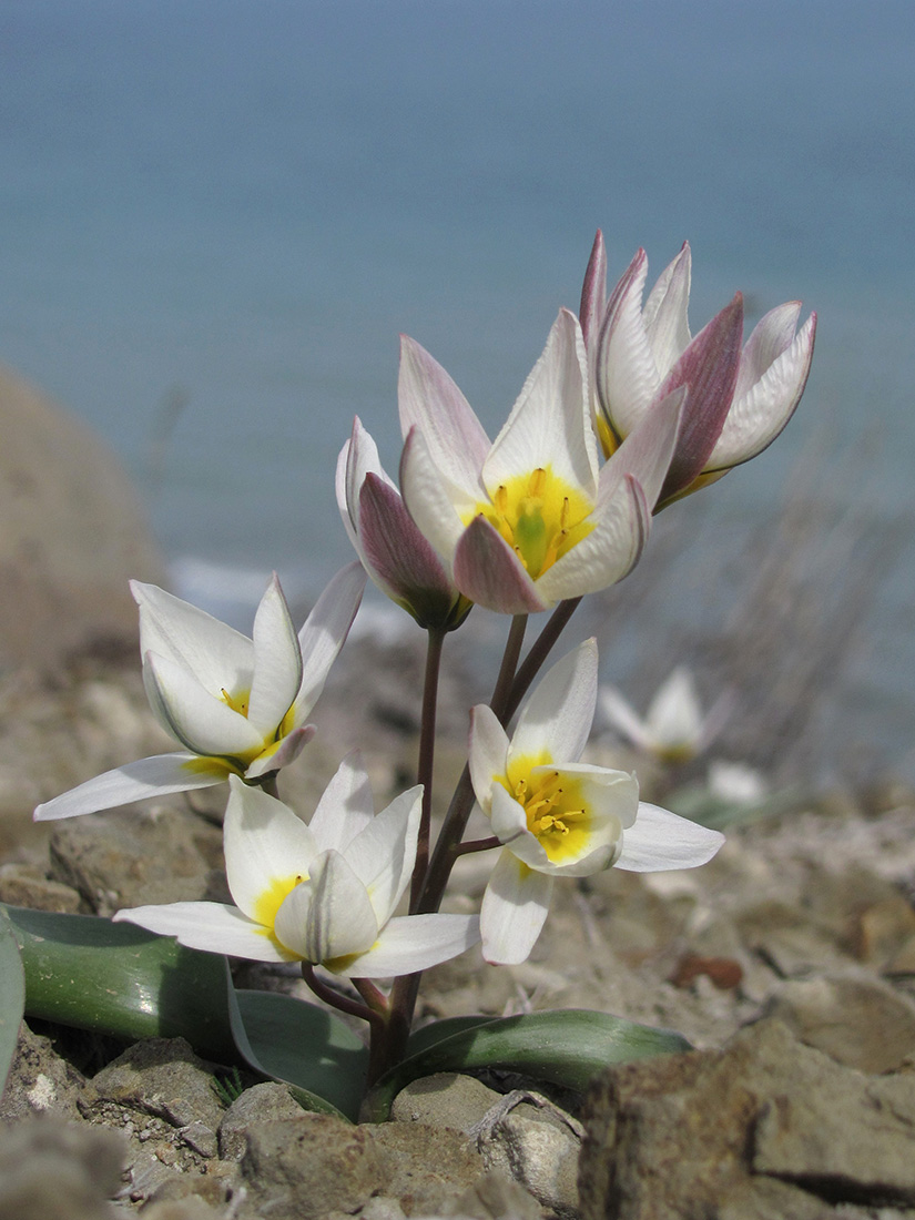 Image of Tulipa biflora specimen.