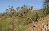 Quercus robur. Молодое дерево. Краснодарский край, Темрюкский р-н, гора Дубовый Рынок, глинистый склон. 14.04.2018.