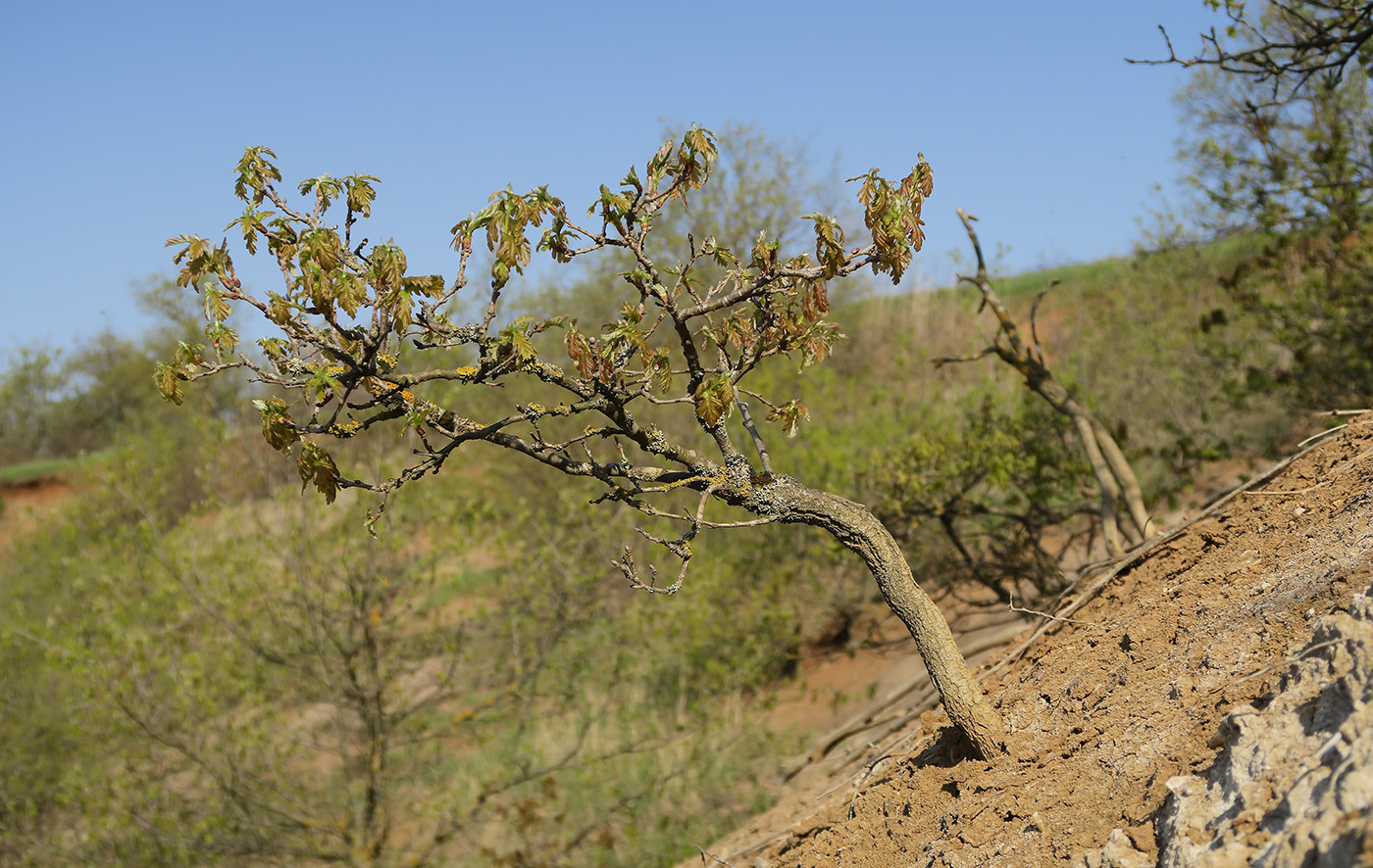 Изображение особи Quercus robur.