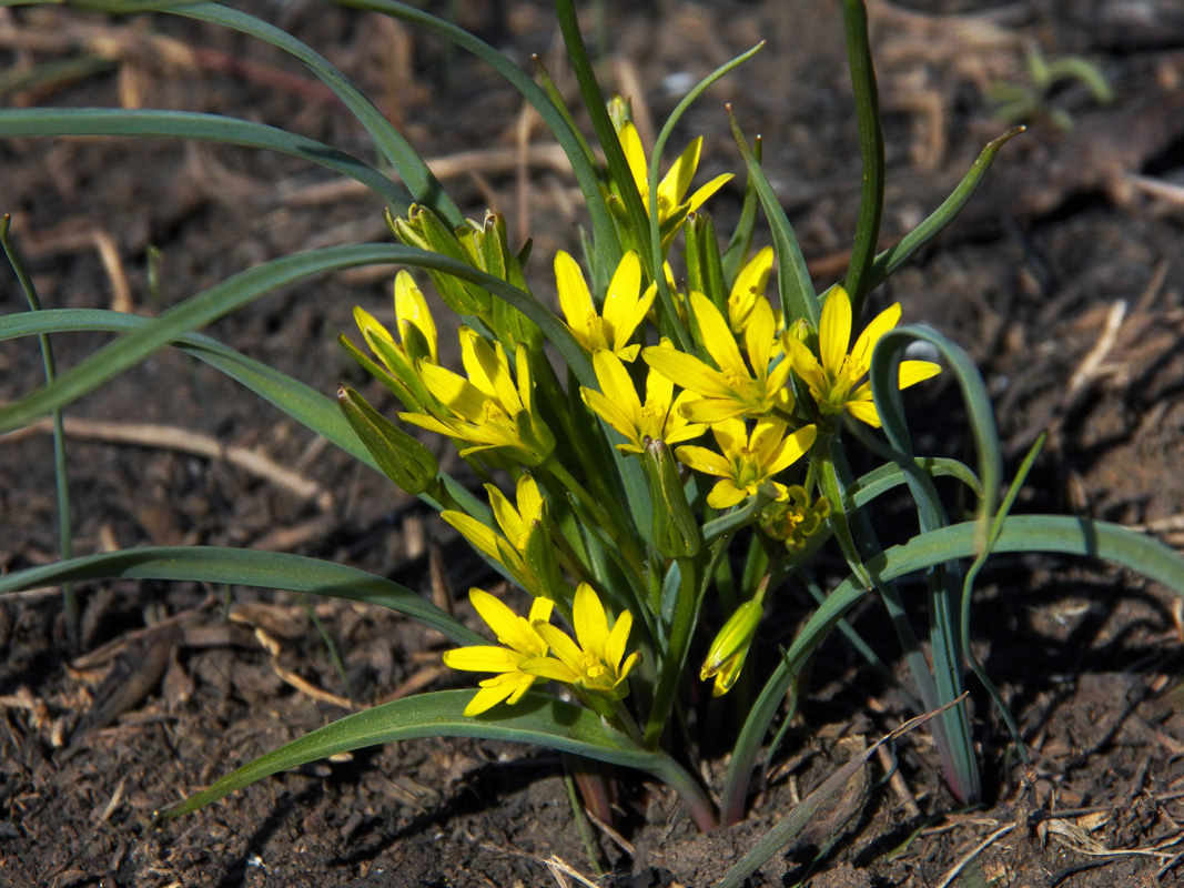 Image of genus Gagea specimen.