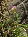 Trifolium grandiflorum