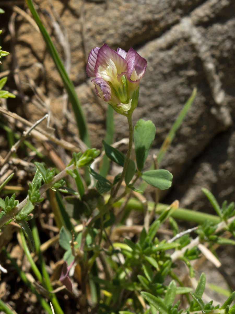 Image of Trifolium grandiflorum specimen.