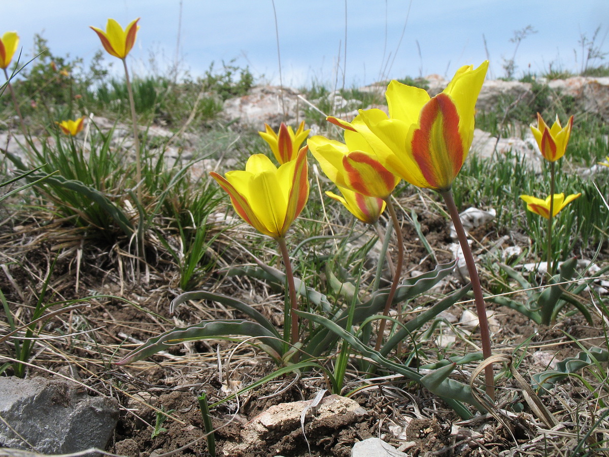 Image of Tulipa iliensis specimen.