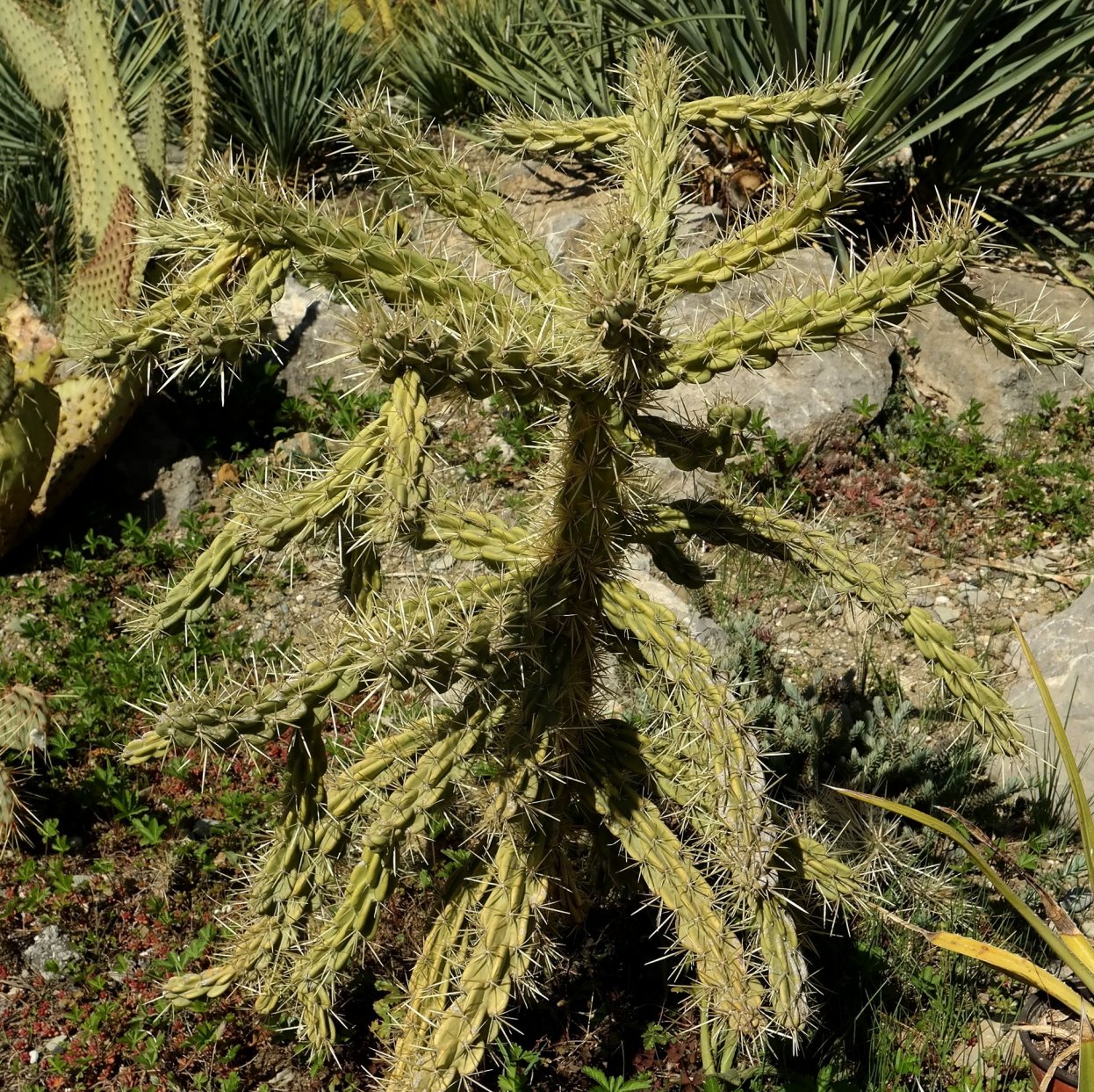 Изображение особи Cylindropuntia imbricata.