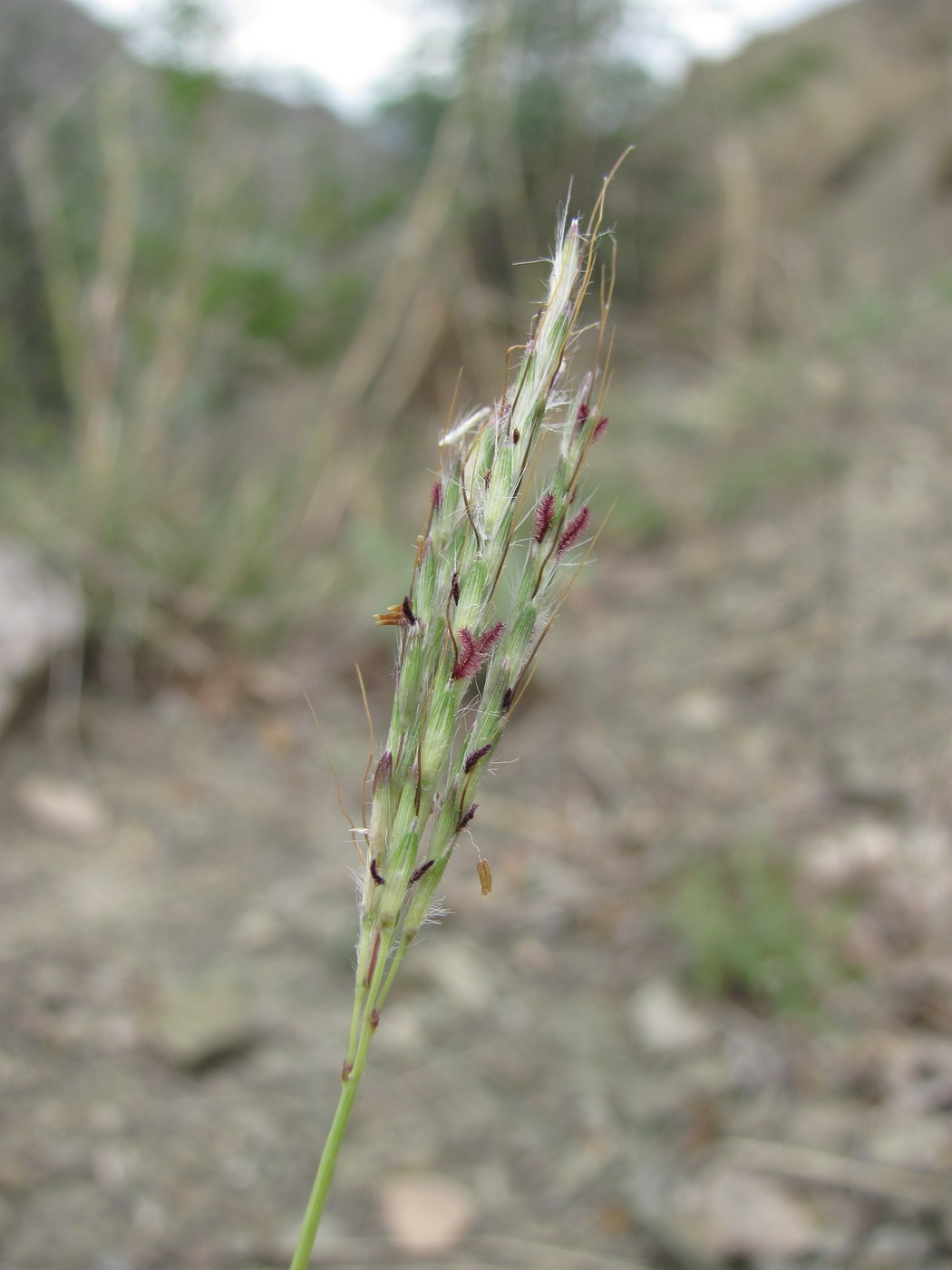 Image of genus Bothriochloa specimen.