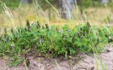 Astragalus subpolaris. Цветущие и плодоносящие растения. Карелия, Заонежье, песчаный пляж у границы с сосновым бором. 25.07.2017.