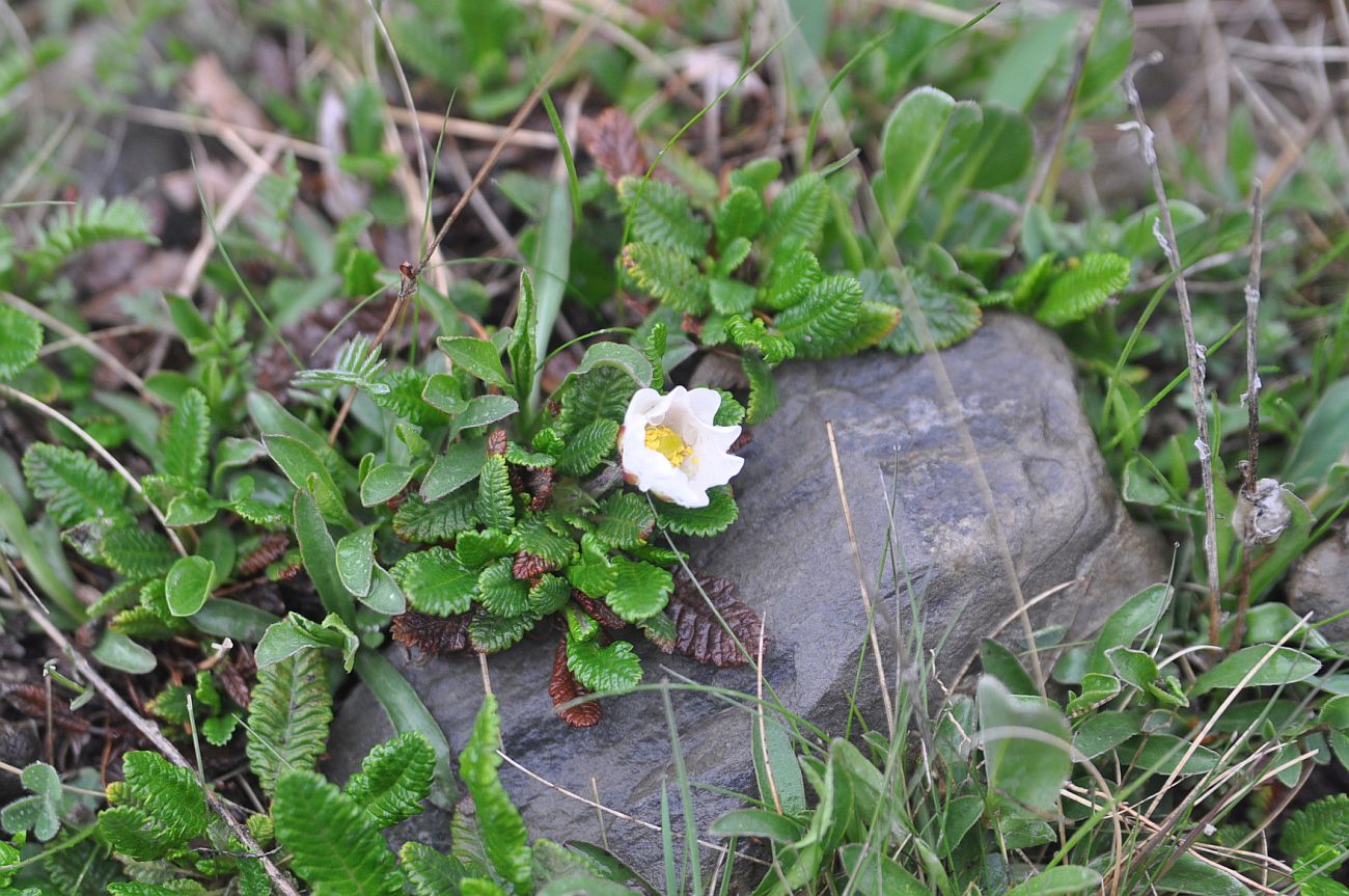 Изображение особи Dryas caucasica.