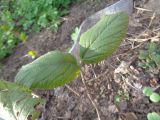 Viburnum lantana