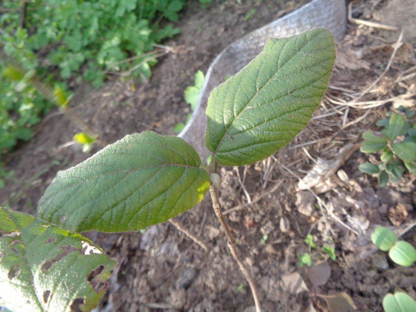 Изображение особи Viburnum lantana.