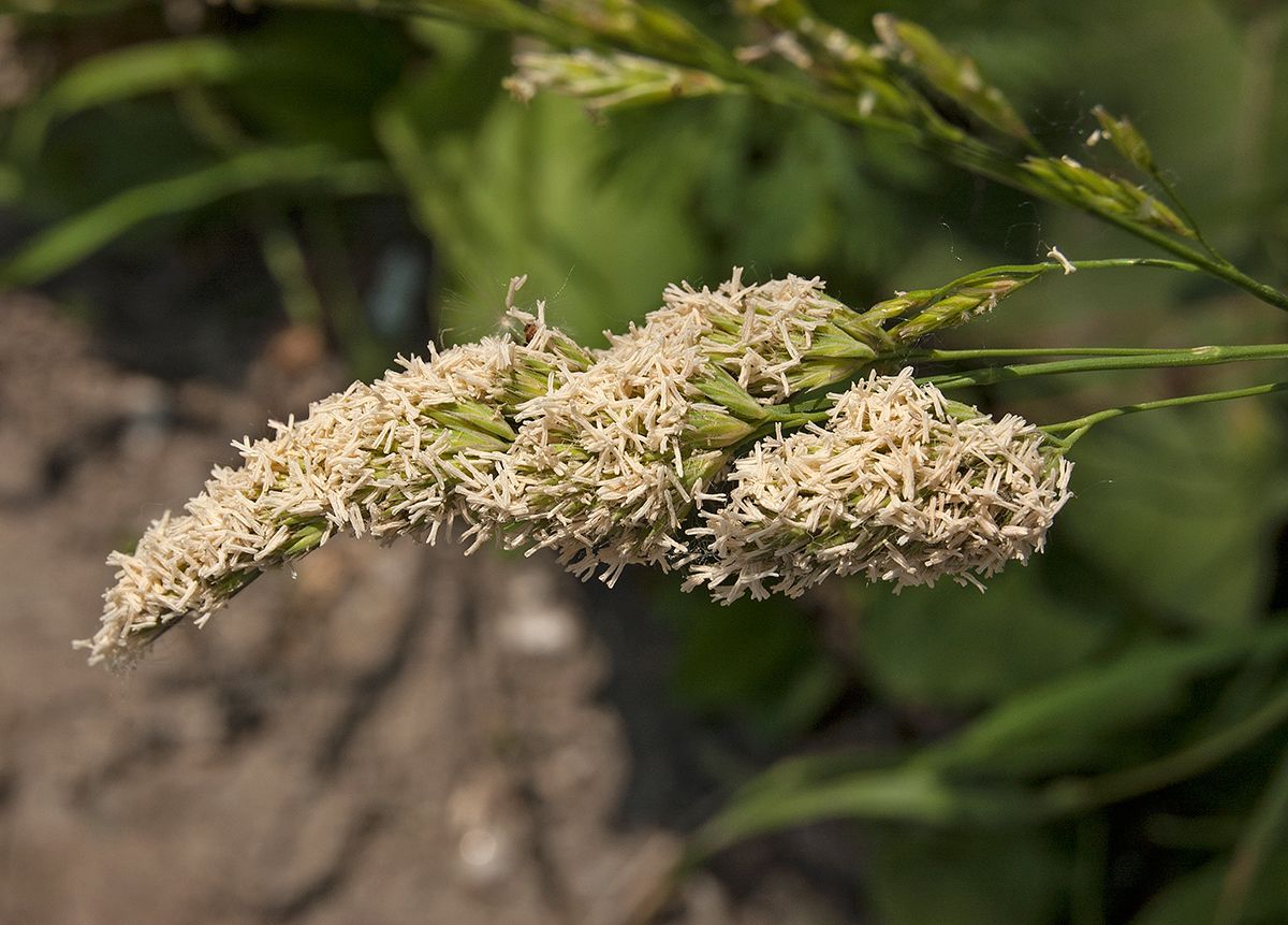 Изображение особи Dactylis glomerata.