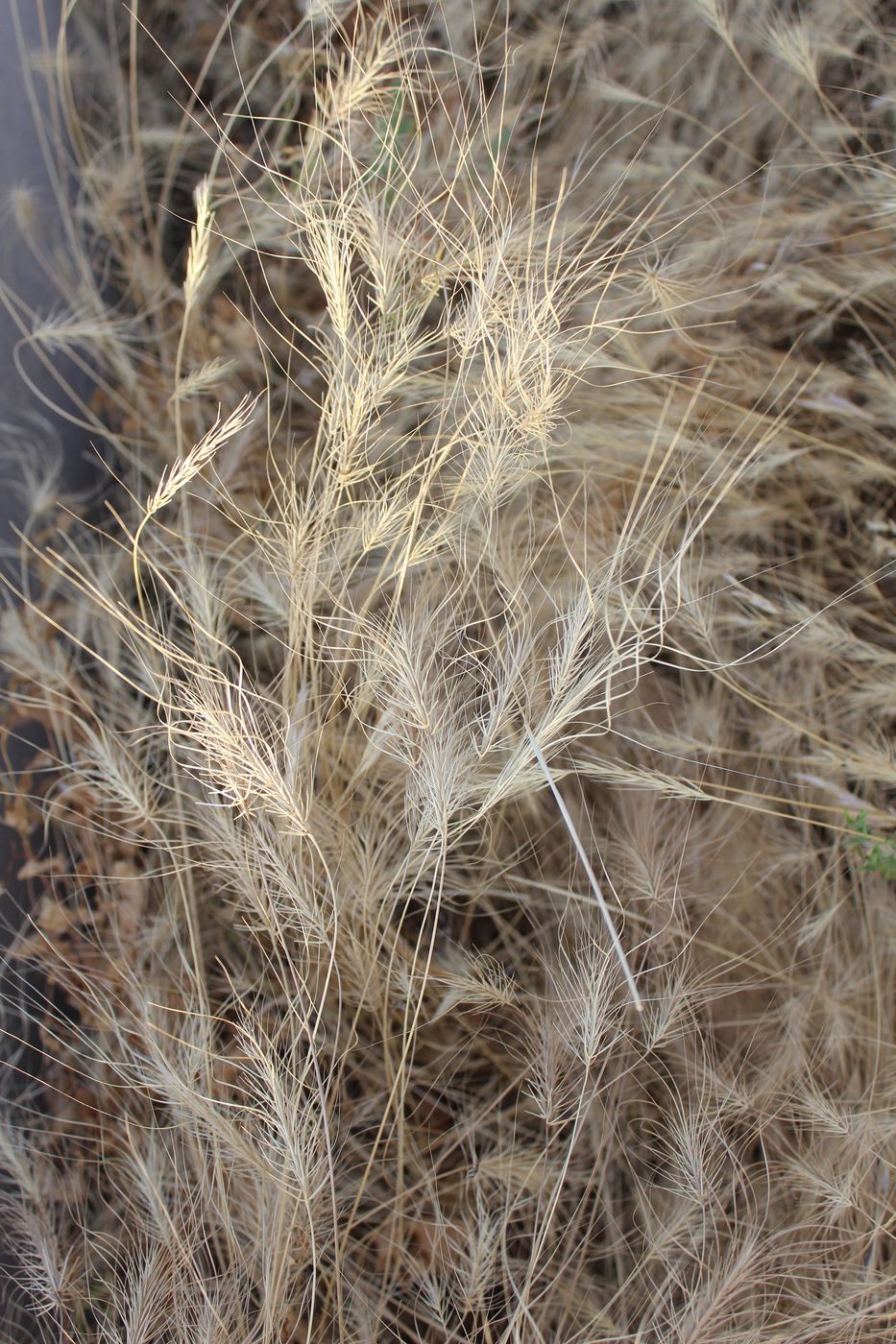 Image of Taeniatherum crinitum specimen.