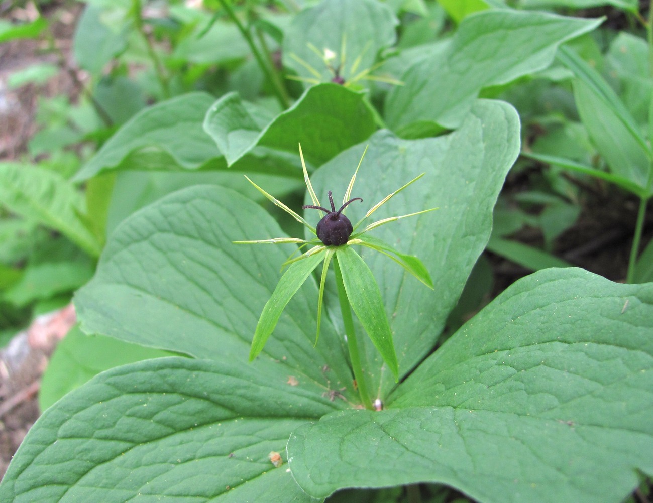 Image of Paris quadrifolia specimen.