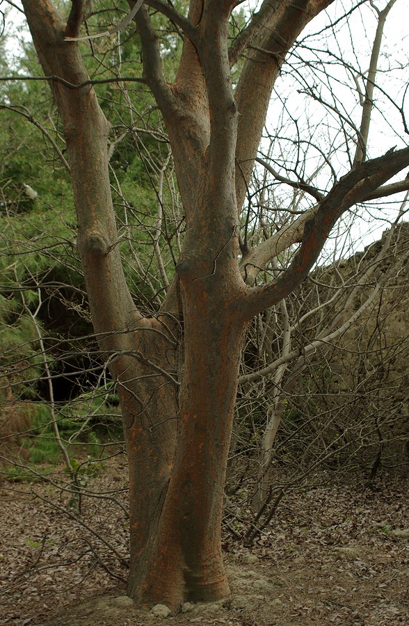 Image of Zelkova carpinifolia specimen.