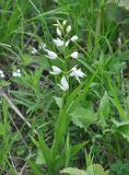 Cephalanthera longifolia