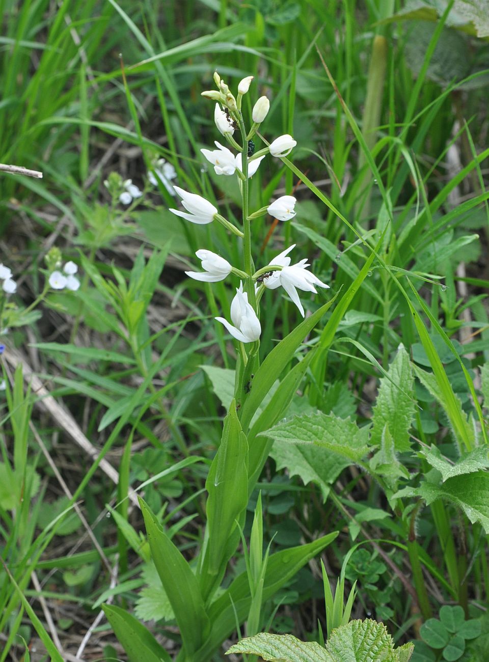 Image of Cephalanthera longifolia specimen.