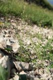 Chaenorhinum minus