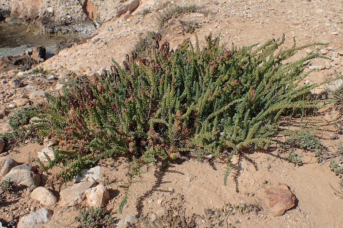 Image of Suaeda vera specimen.