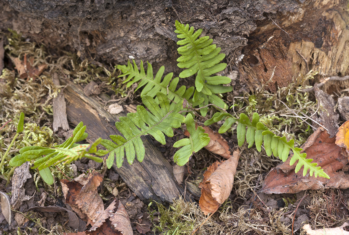 Image of Polypodium sibiricum specimen.