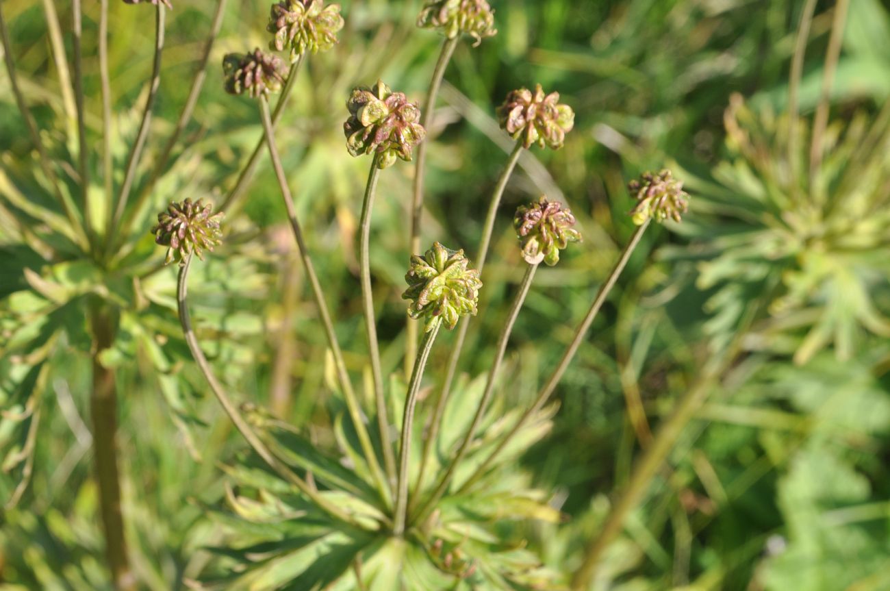 Image of Anemonastrum fasciculatum specimen.