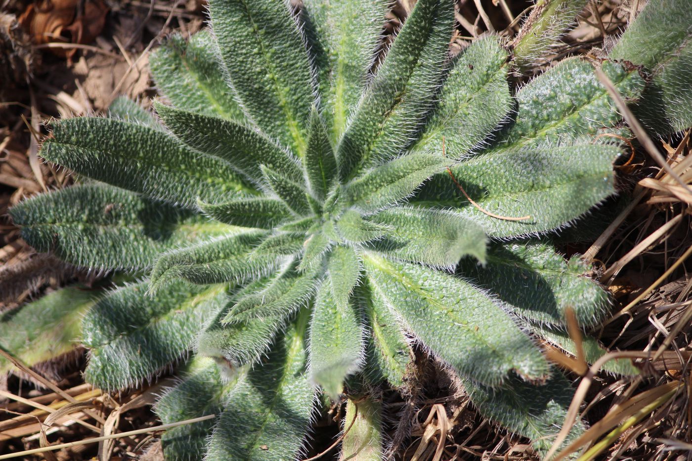 Изображение особи Echium biebersteinii.