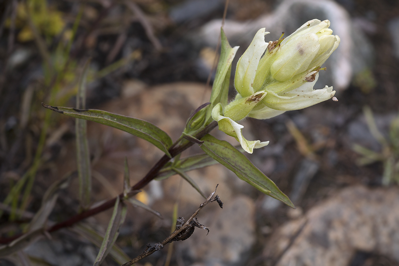 Image of Castilleja pallida specimen.