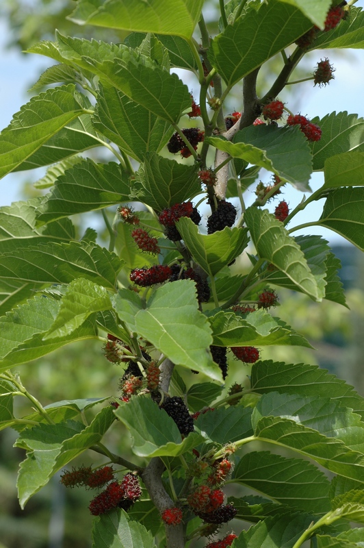 Изображение особи Morus alba.