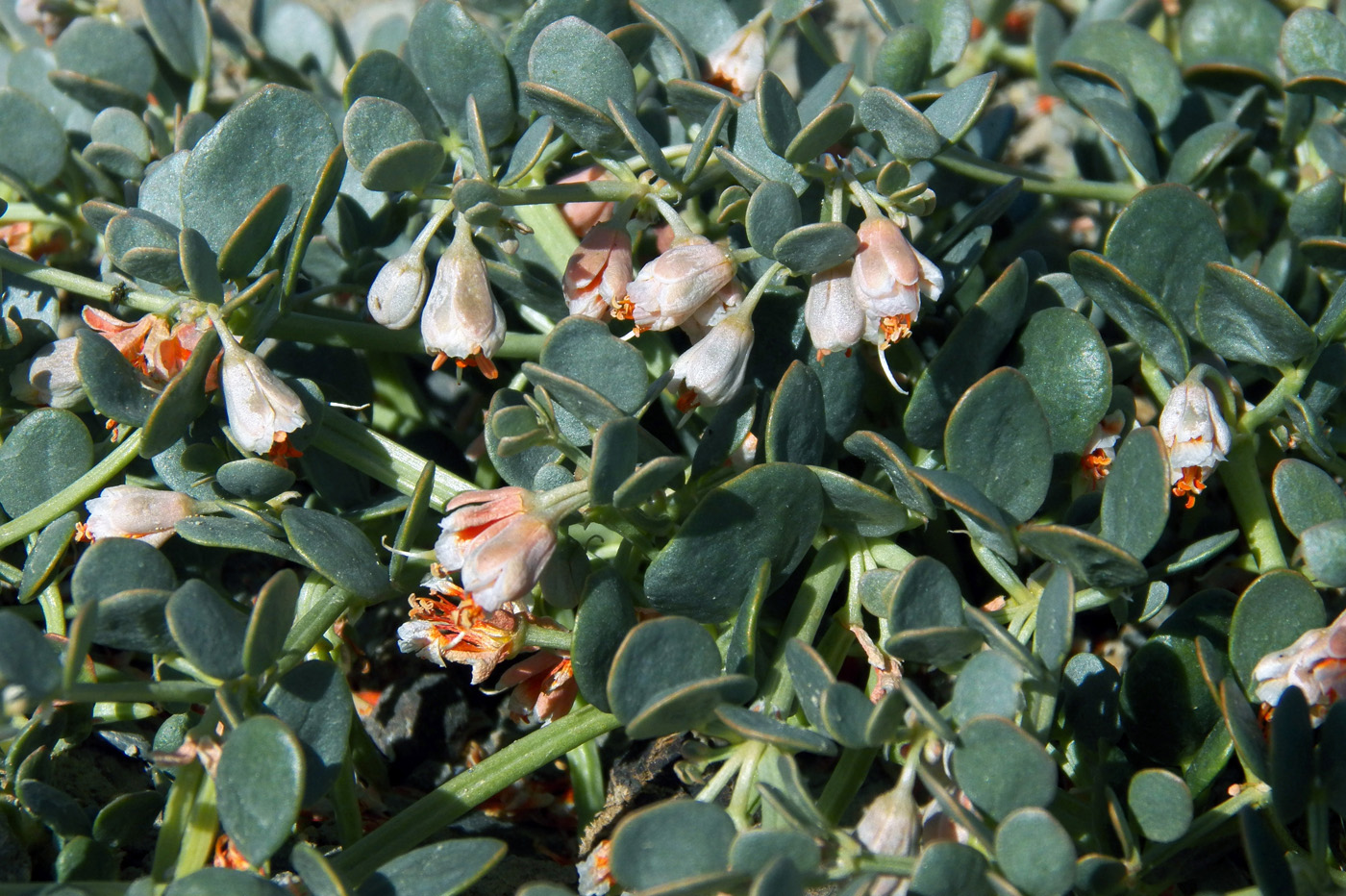 Изображение особи Zygophyllum rosowii.