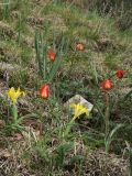 Tulipa ostrowskiana. Цветущие растения красноцветковой формы в сообществе Juno orchioides. Казахстан, Тянь-Шань, хр. Киргизский, ущ. Мерке, степной склон юго-зап. экспозиции. 17.04.2018.